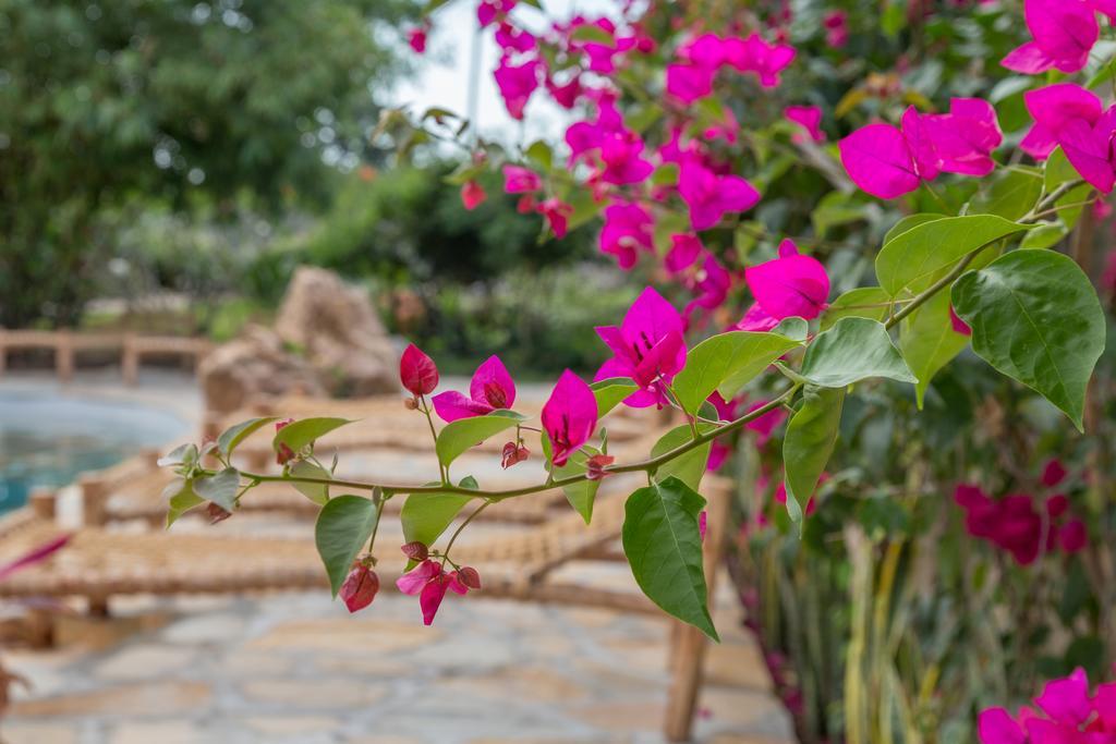 Kamili View Apartments Kiwengwa  Εξωτερικό φωτογραφία